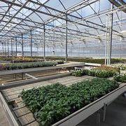 Blick in ein Gewächshaus mit zum Verkauf bereiten Pflanzen