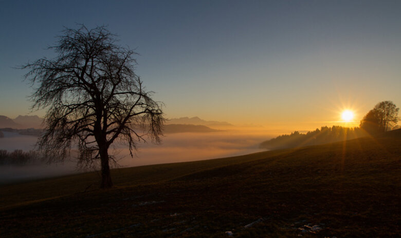 Le soleil brille sur une montagne, un arbre est au premier plan