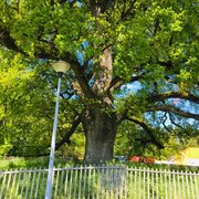 Arbre Napoléon de l'UNIL