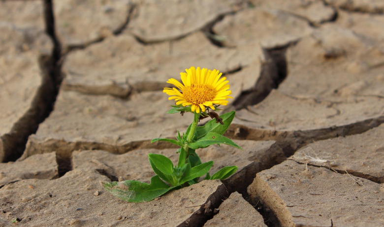 Une fleur jaune pousse dans une terre aride